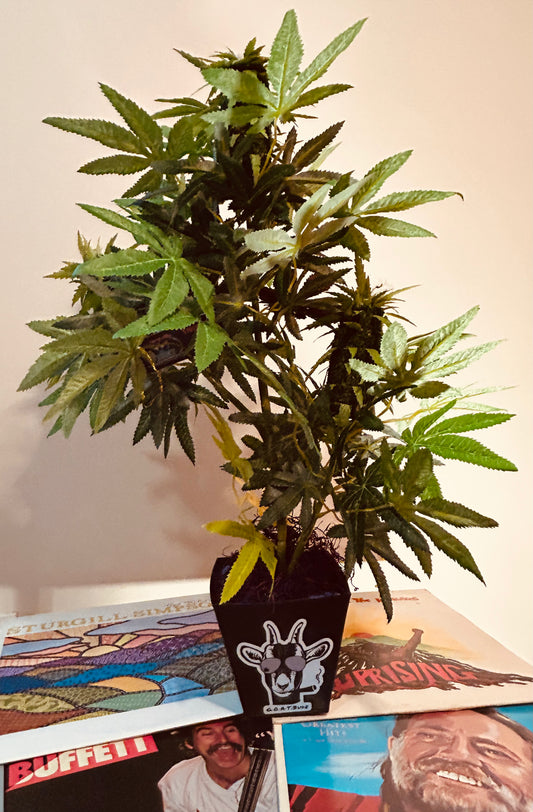 G.O.A.T. Budz Decorative Plant