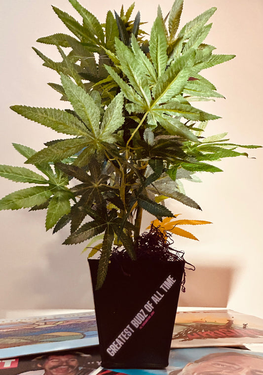 G.O.A.T. Budz Decorative Plant
